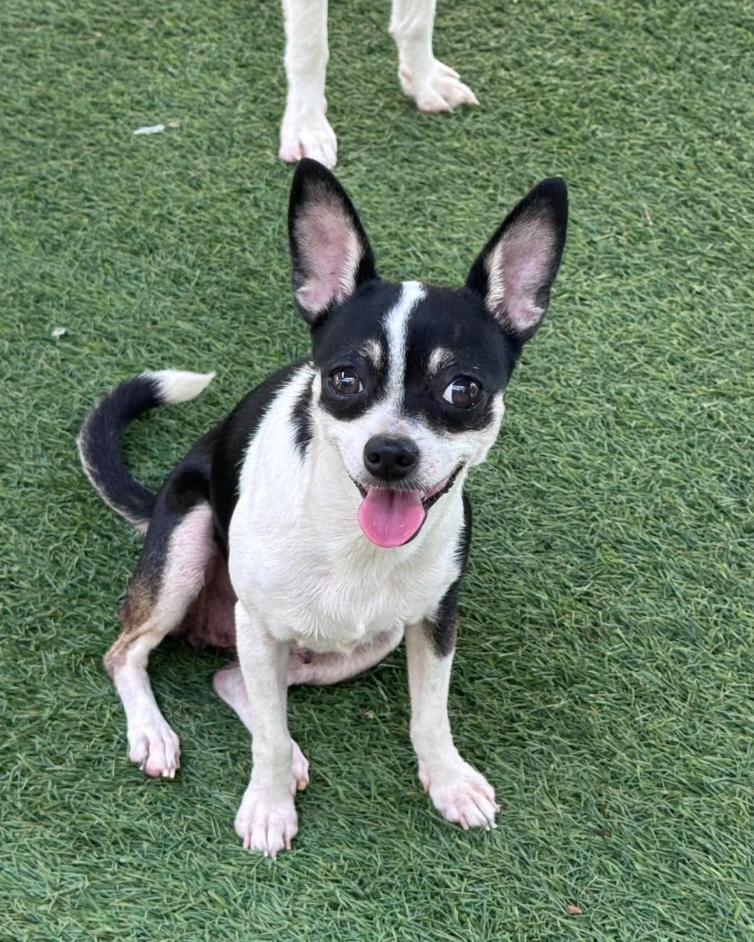 Post 1 by Texas Chihuahua Rescue on Instagram (carousel)