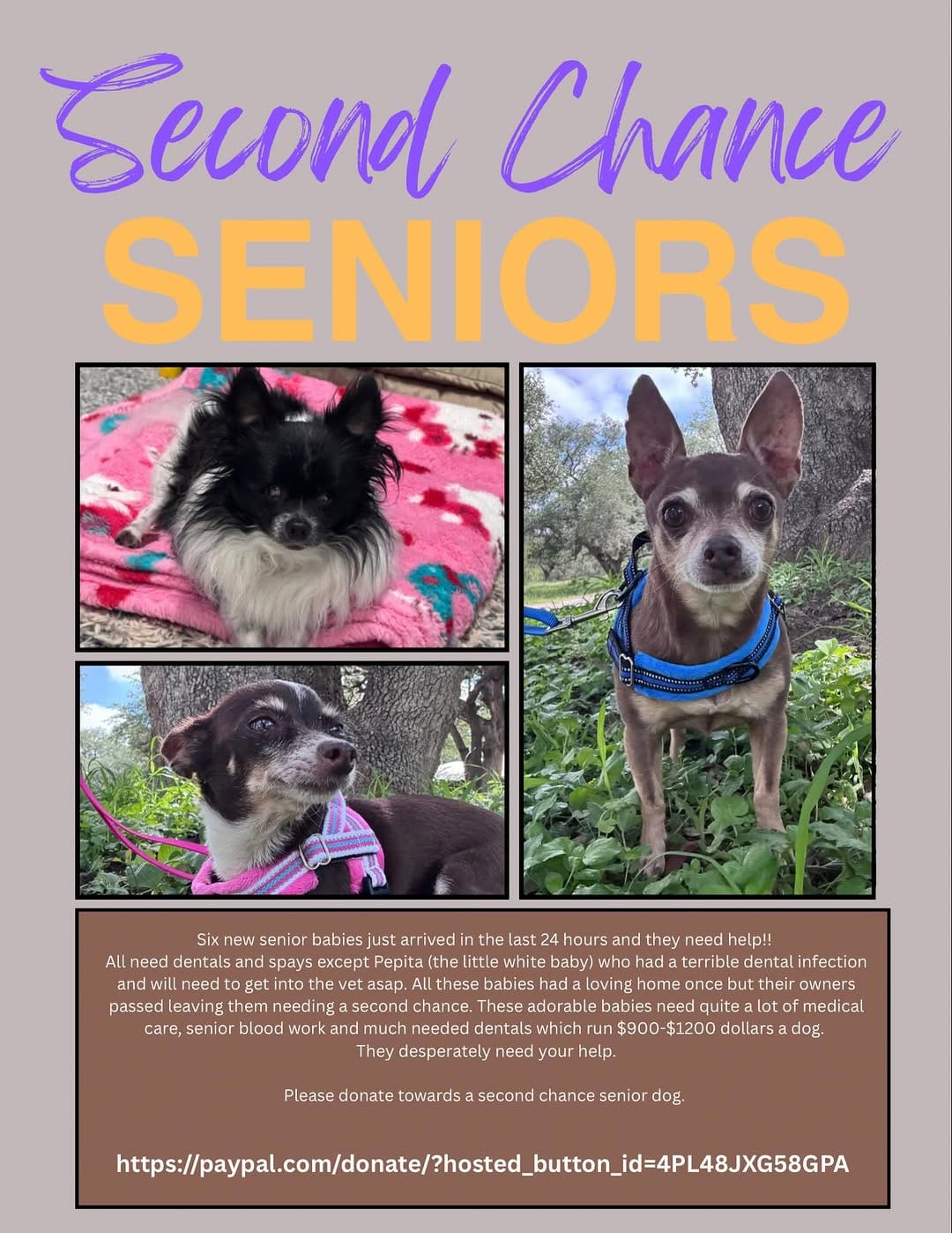 Post 3 by Texas Chihuahua Rescue on Instagram (image)