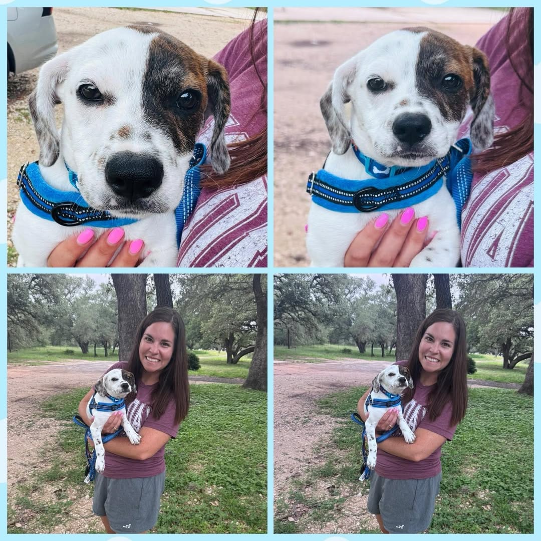 Post 8 by Texas Chihuahua Rescue on Instagram (image)