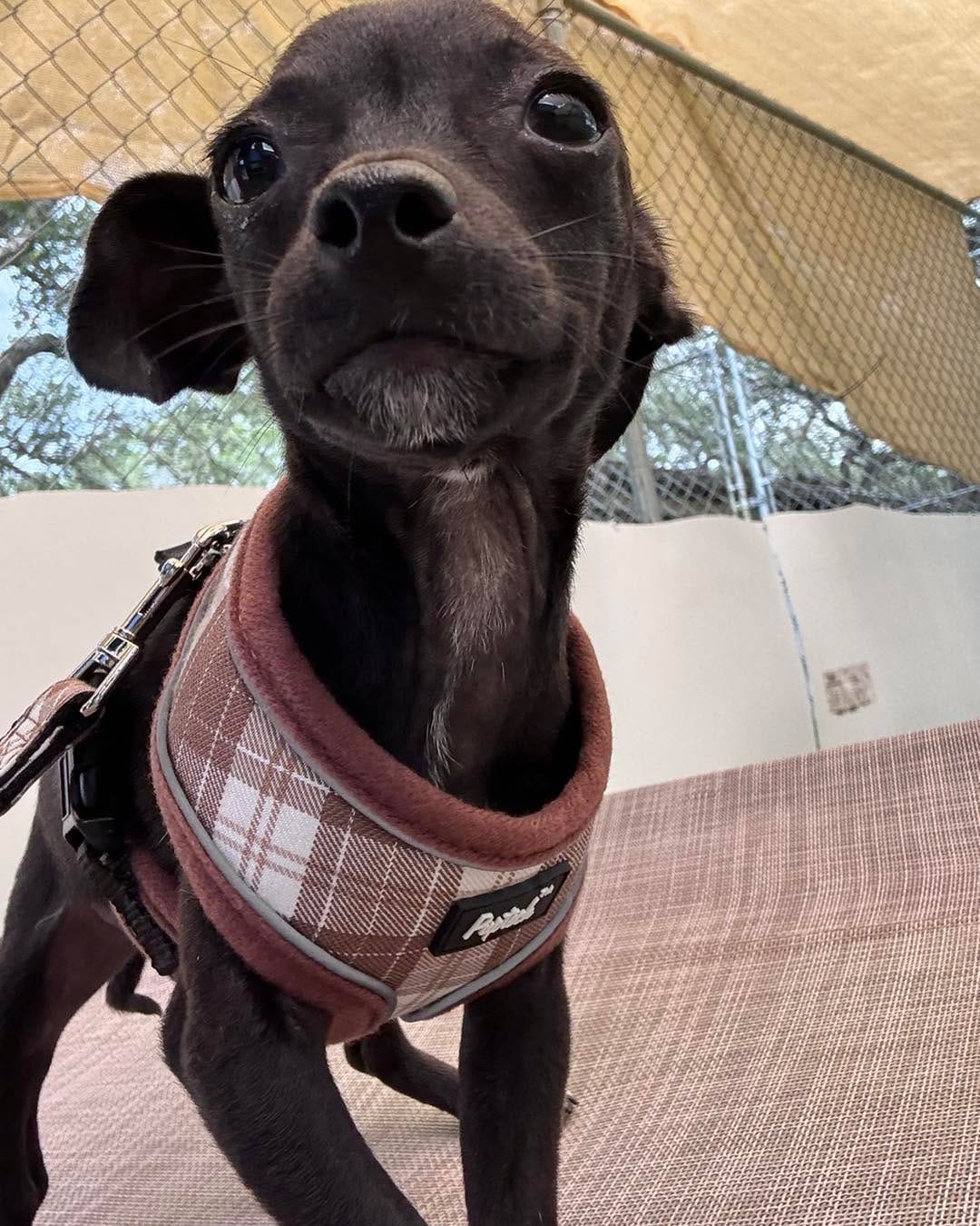 Post 5 by Texas Chihuahua Rescue on Instagram (carousel)