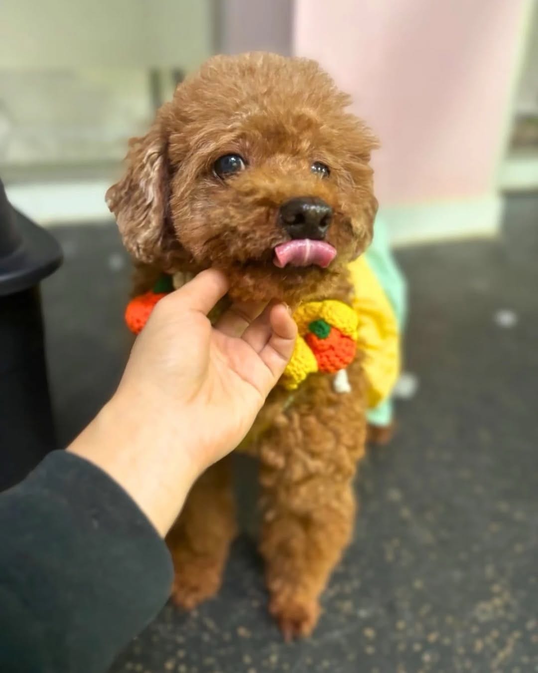 Post 3 by Korean K9 Rescue on Instagram (carousel)