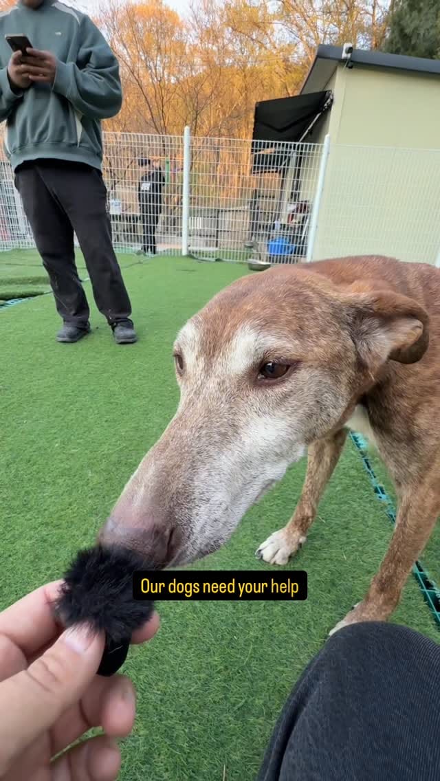 Post 10 by Korean K9 Rescue on Instagram (video)