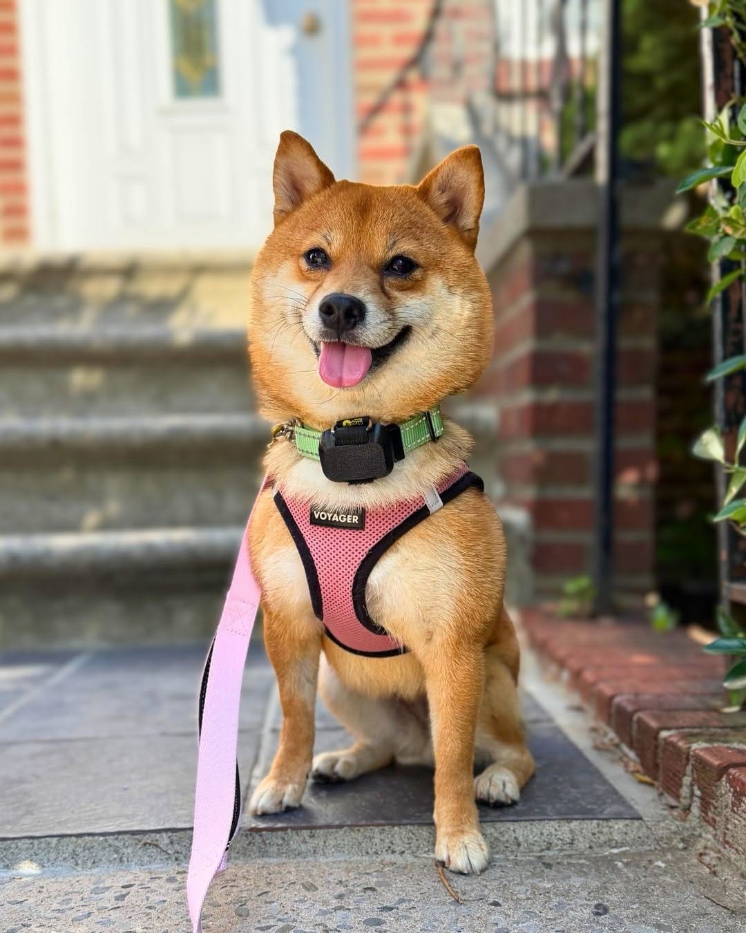 Post 5 by Korean K9 Rescue on Instagram (carousel)