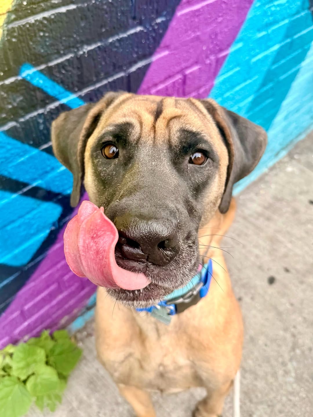 Post 2 by Korean K9 Rescue on Instagram (carousel)