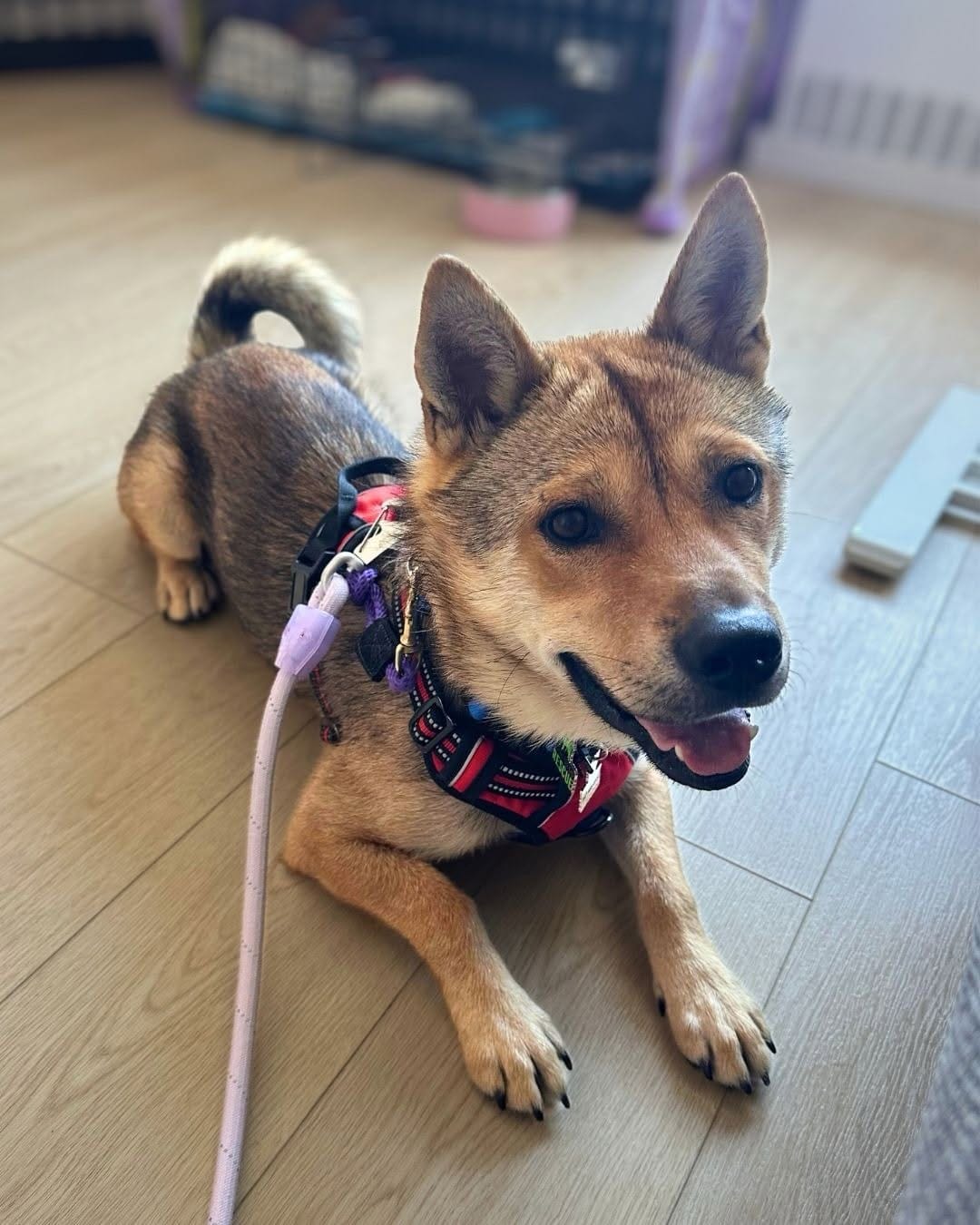 Post 6 by Korean K9 Rescue on Instagram (carousel)