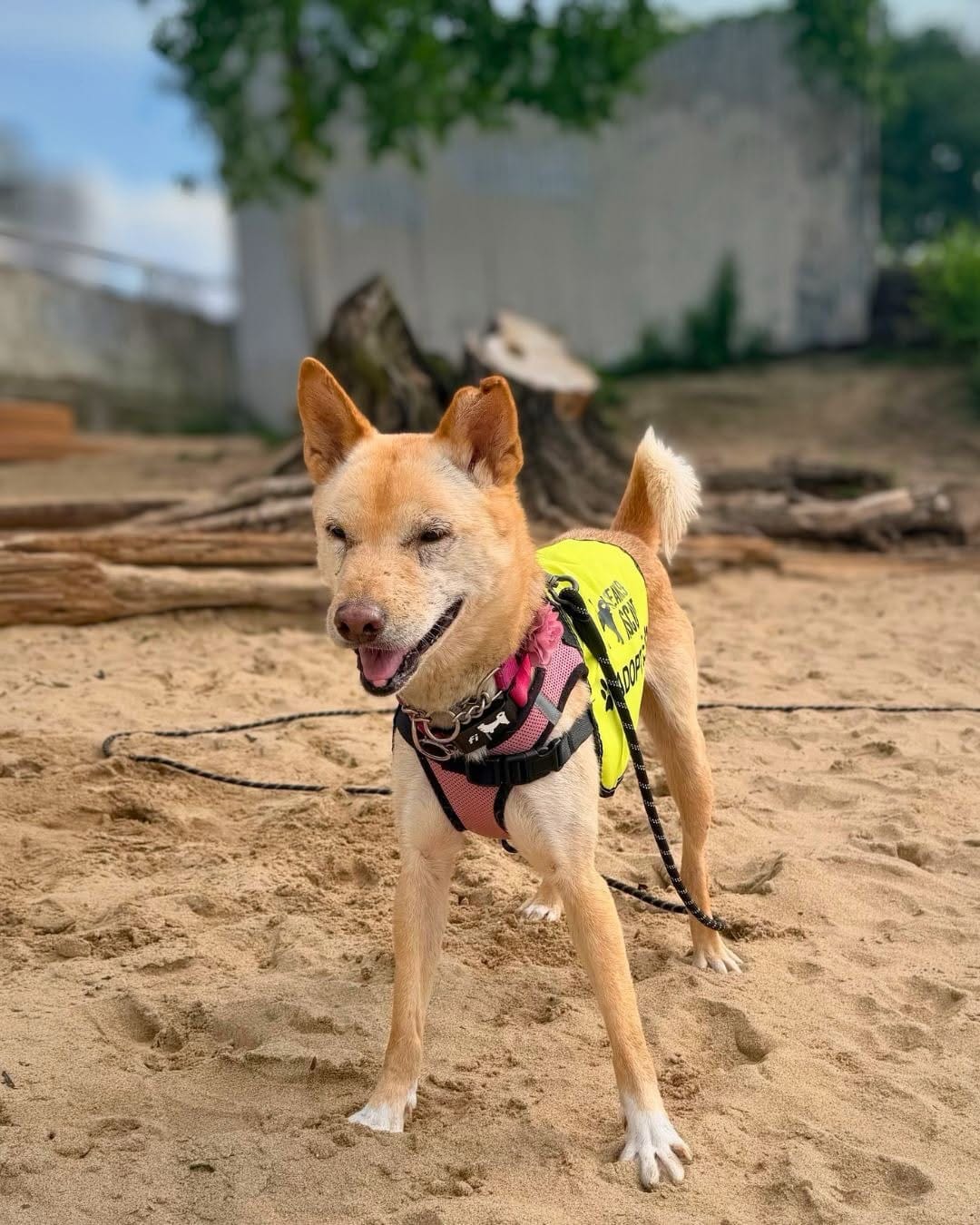 Post 1 by Korean K9 Rescue on Instagram (carousel)