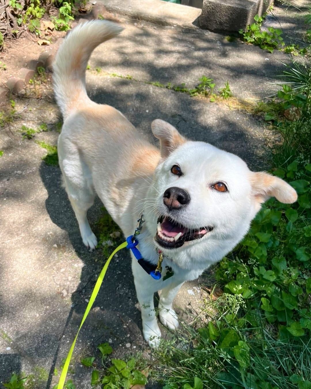 Post 4 by Korean K9 Rescue on Instagram (carousel)