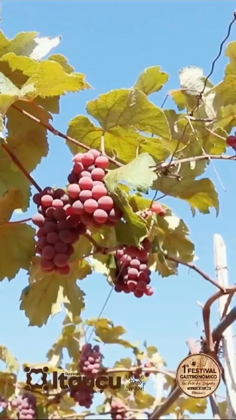 Post 9 by Vinicola Goiás on Instagram (video)
