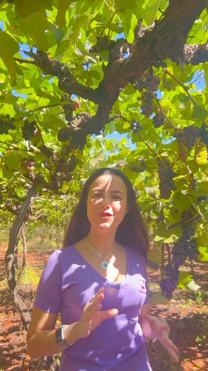 Post 5 by Vinicola Goiás on Instagram (video)