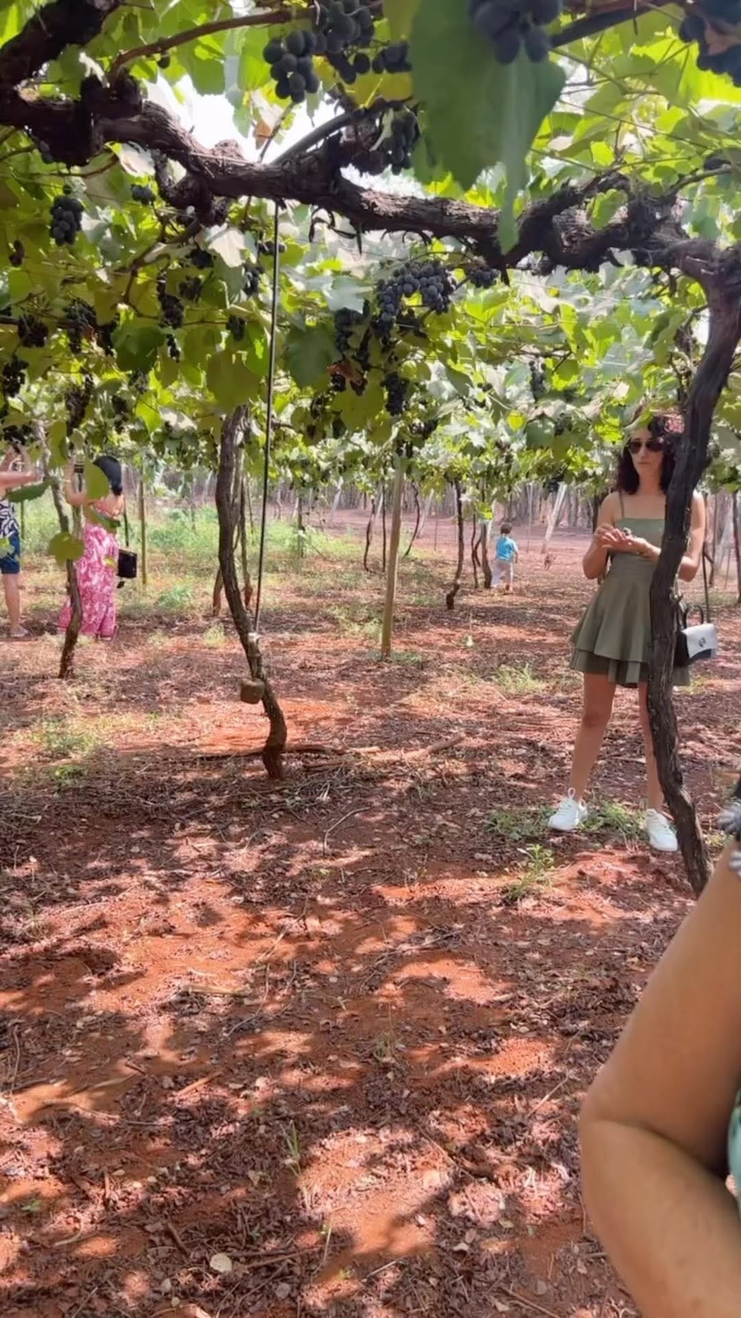 Post 2 by Vinicola Goiás on Instagram (video)