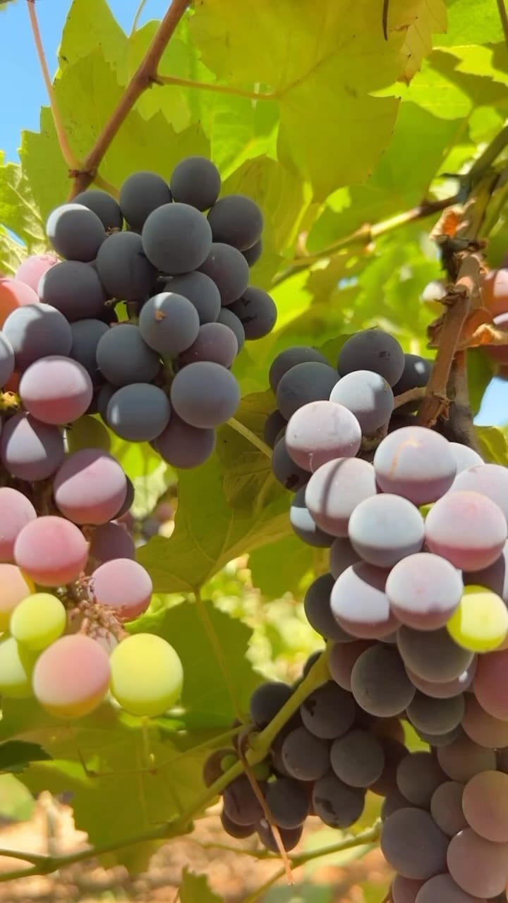 Post 7 by Vinicola Goiás on Instagram (video)