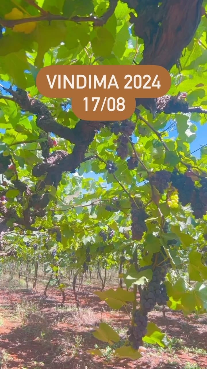 Post 4 by Vinicola Goiás on Instagram (video)