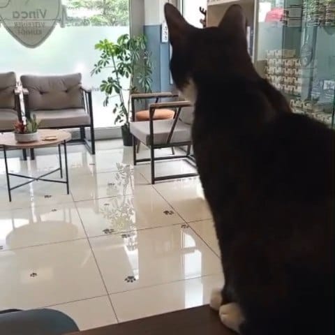 Post 1 by Vinca Veteriner Kliniği on Instagram (carousel)