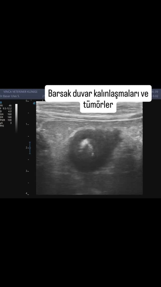 Post 6 by Vinca Veteriner Kliniği on Instagram (video)