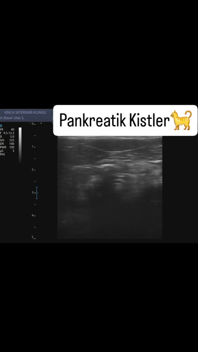 Post 7 by Vinca Veteriner Kliniği on Instagram (video)