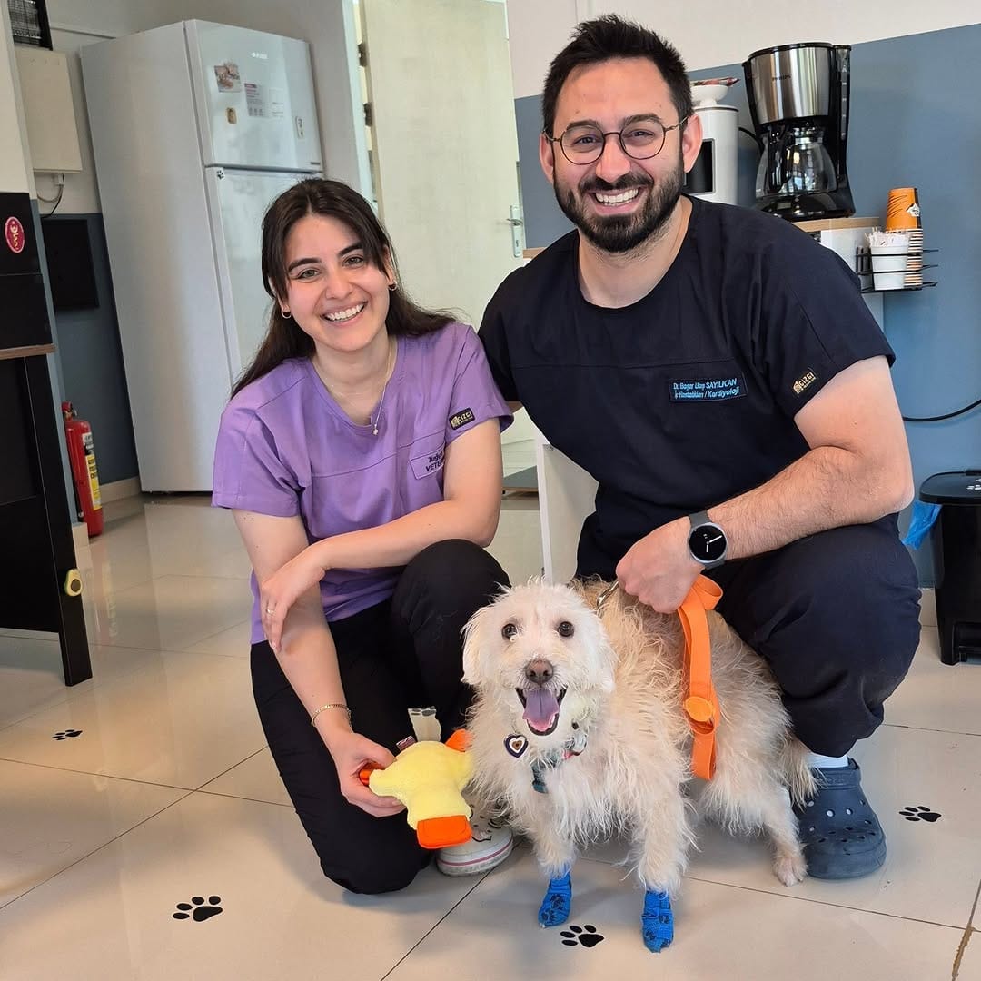 Post 5 by Vinca Veteriner Kliniği on Instagram (image)