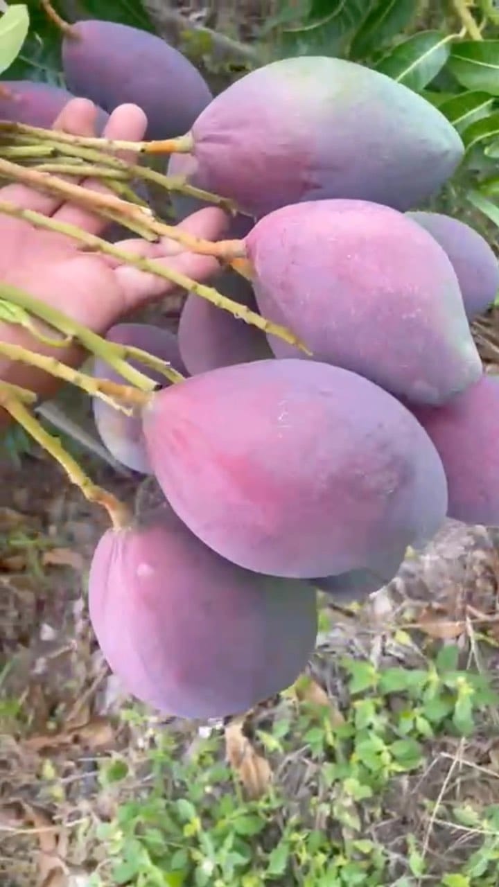 Post 8 by Bado Frutas on Instagram (video)