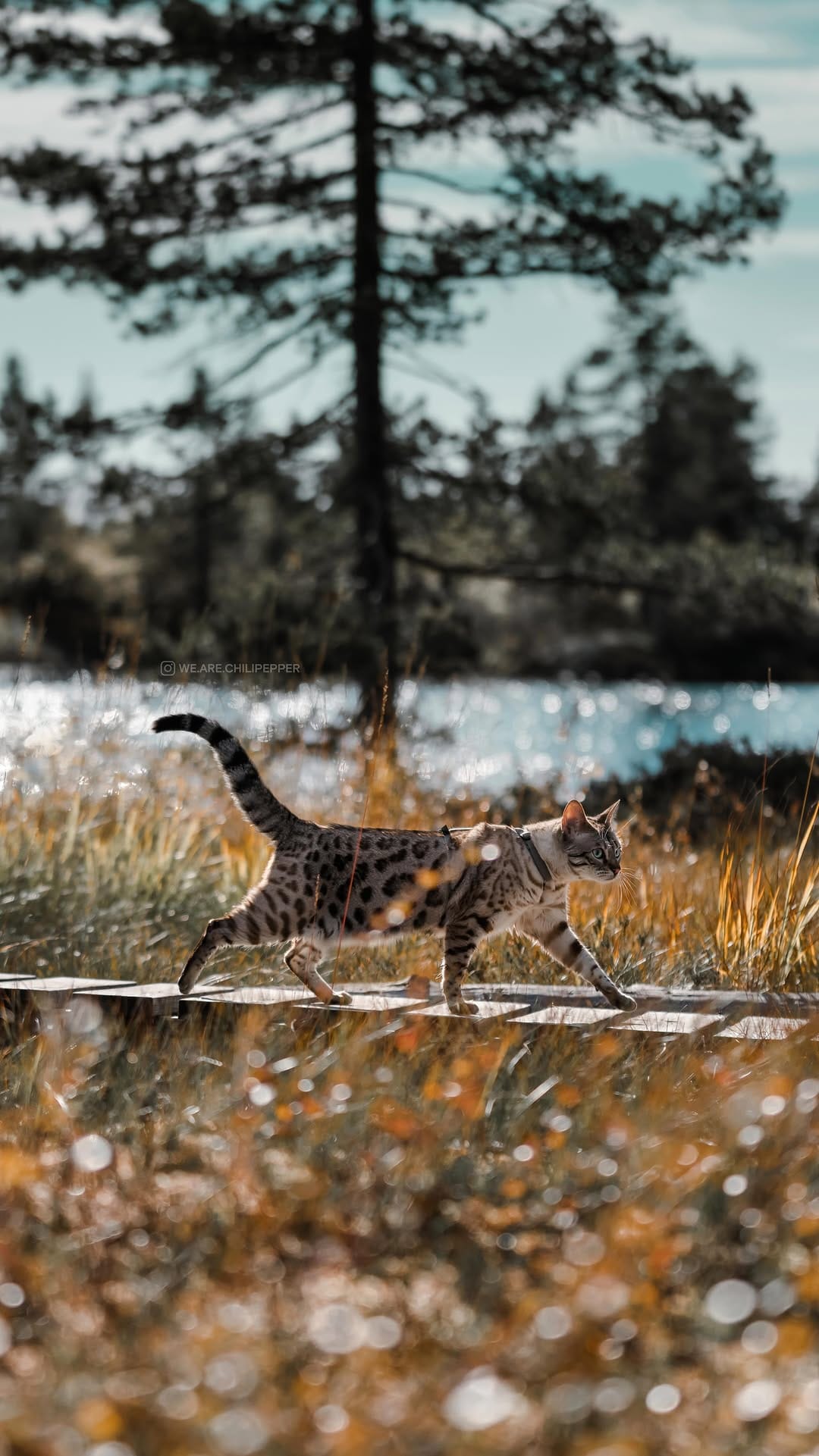 Post 9 by Sondre Eriksen Hensema on Instagram (video)