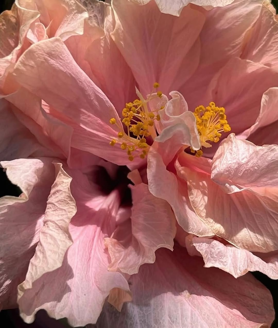 Post 4 by Joelle ~ Naturopath | Herbalist | Wild Craft on Instagram (image)