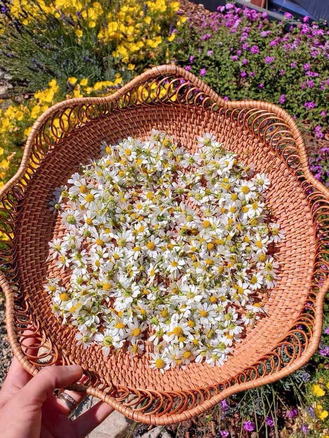 Post 9 by Joelle ~ Naturopath | Herbalist | Wild Craft on Instagram (image)
