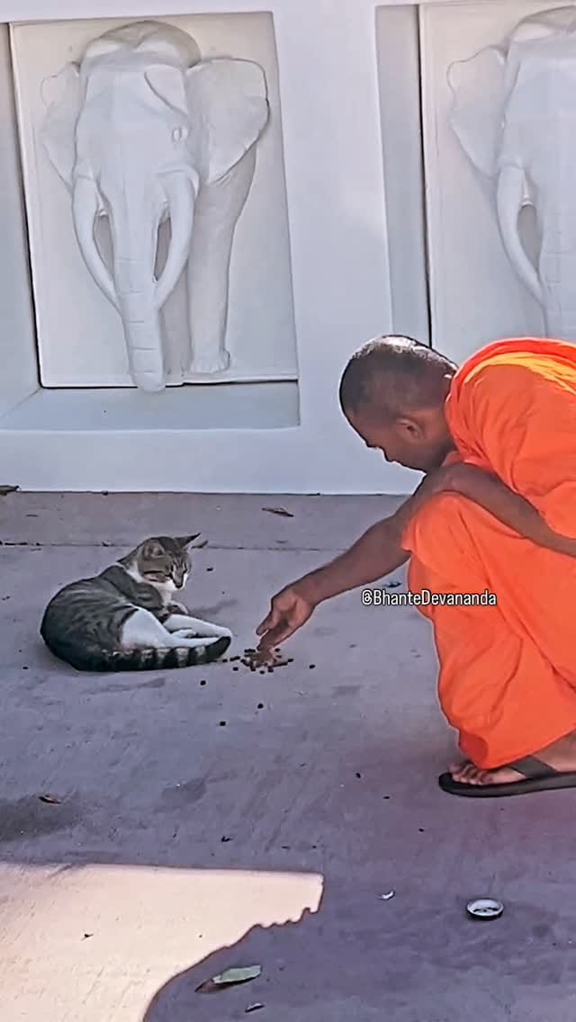 Post 6 by Bhante Devananda on Instagram (video)