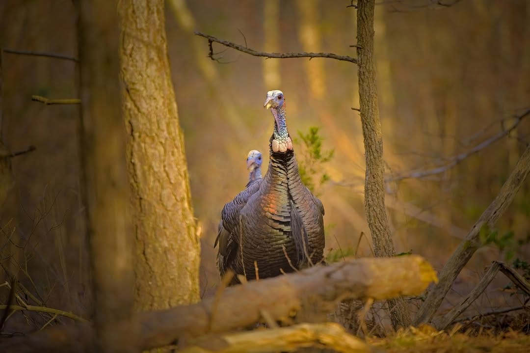Post 3 by NWTF on Instagram (image)