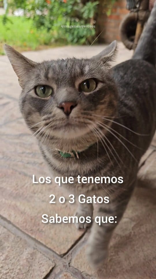 Post 10 by Victoria G / Mis gatos y Lifestyle/ Ugc on Instagram (video)
