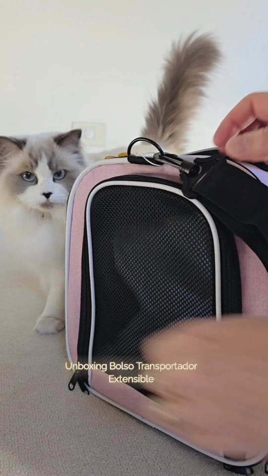 Post 7 by Victoria G / Mis gatos y Lifestyle/ Ugc on Instagram (video)