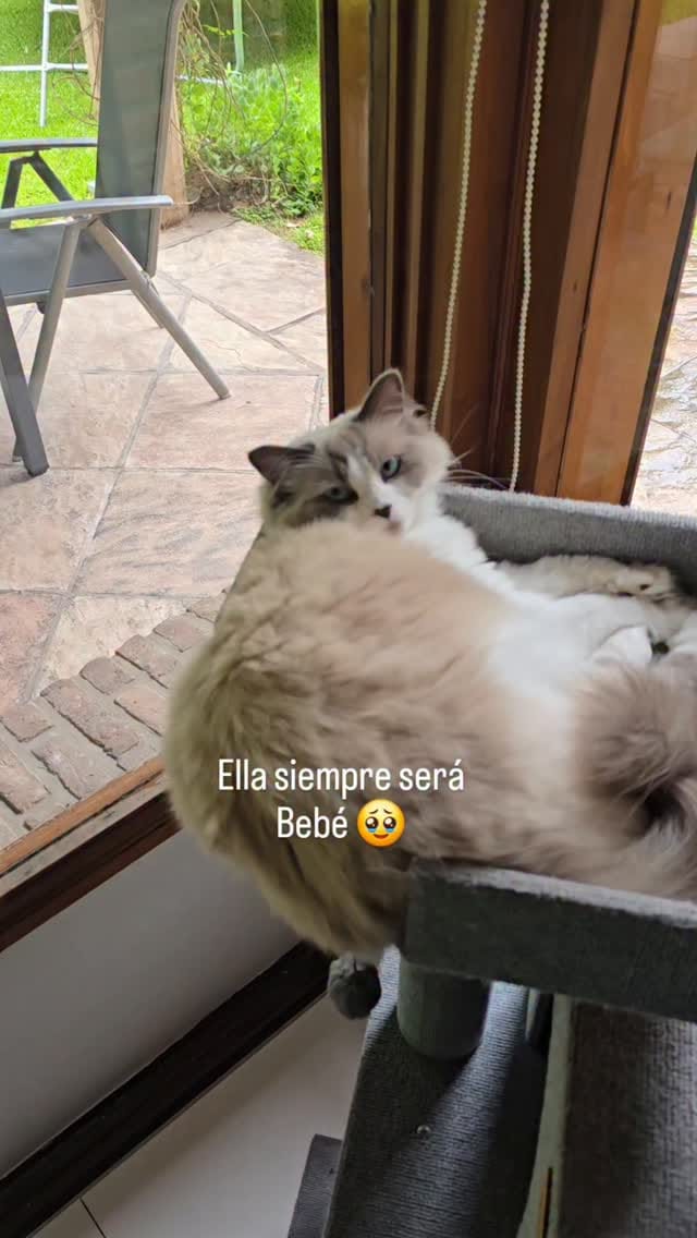 Post 8 by Victoria G / Mis gatos y Lifestyle/ Ugc on Instagram (video)