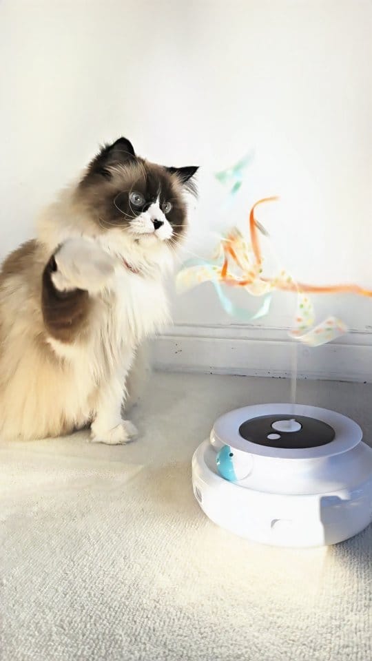 Post 3 by Victoria G / Mis gatos y Lifestyle/ Ugc on Instagram (video)