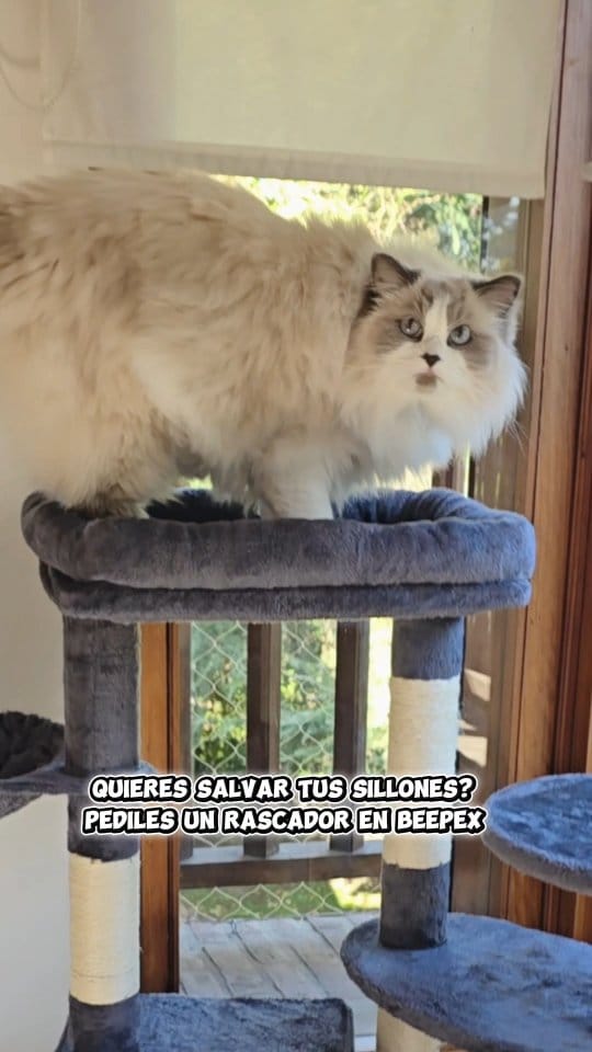 Post 6 by Victoria G / Mis gatos y Lifestyle/ Ugc on Instagram (video)