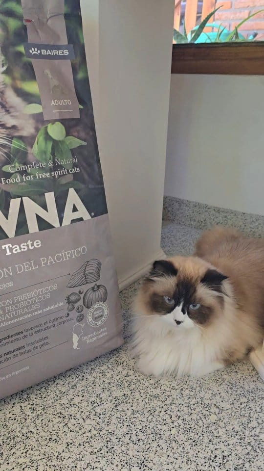 Post 1 by Victoria G / Mis gatos y Lifestyle/ Ugc on Instagram (video)