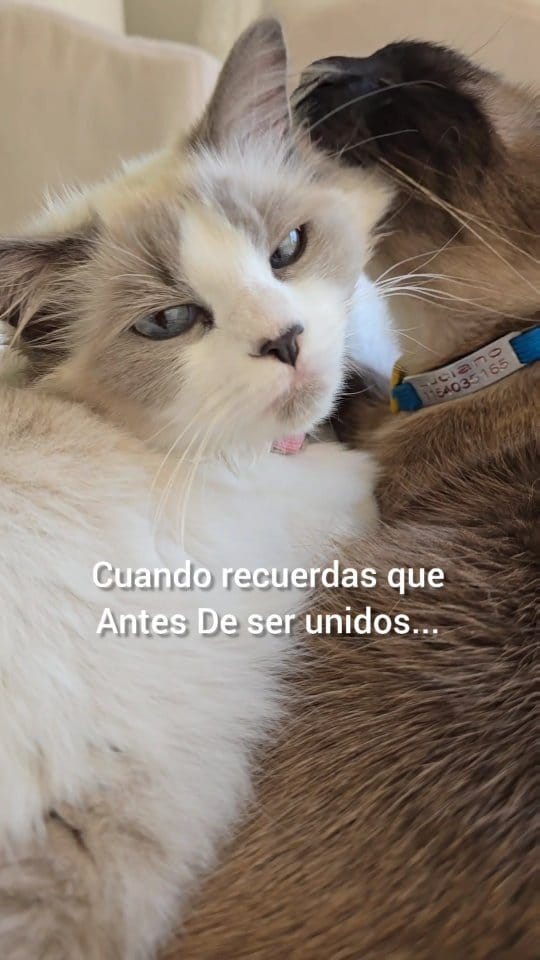 Post 9 by Victoria G / Mis gatos y Lifestyle/ Ugc on Instagram (video)