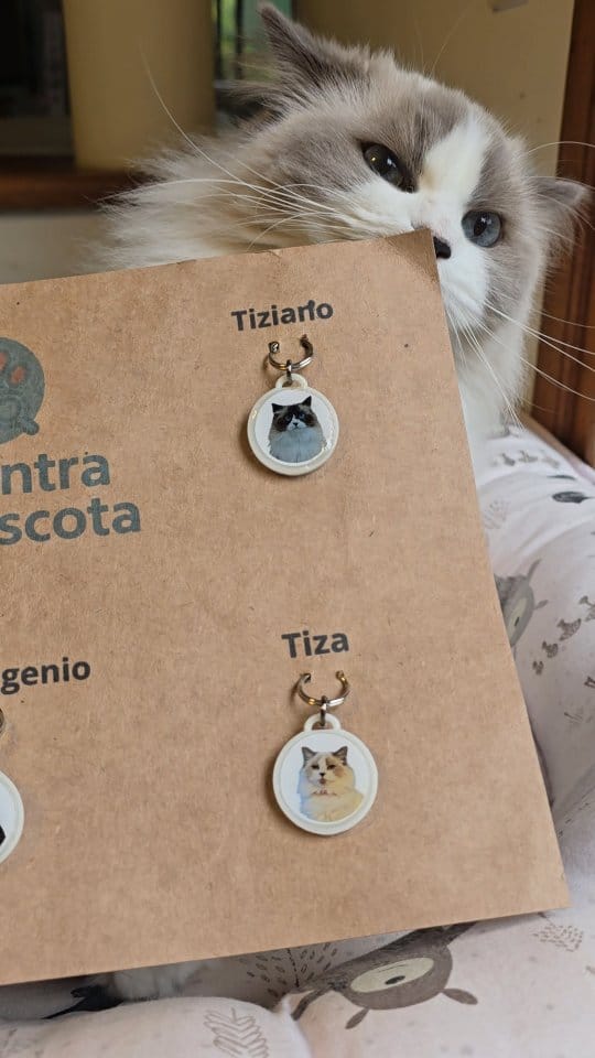 Post 4 by Victoria G / Mis gatos y Lifestyle/ Ugc on Instagram (video)