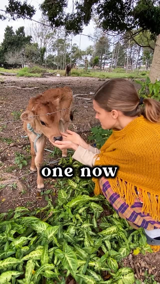 Post 4 by Lindsay Müller Music on Instagram (video)
