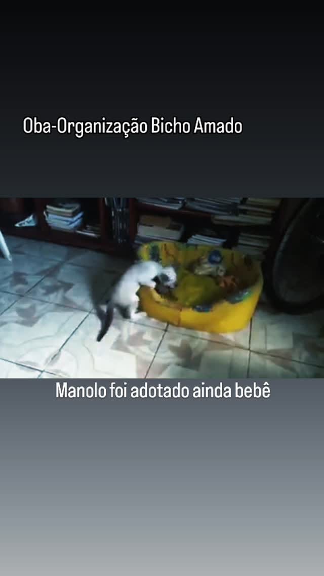 Post 1 by Organização Bicho Amado- OBA❤ on Instagram (video)