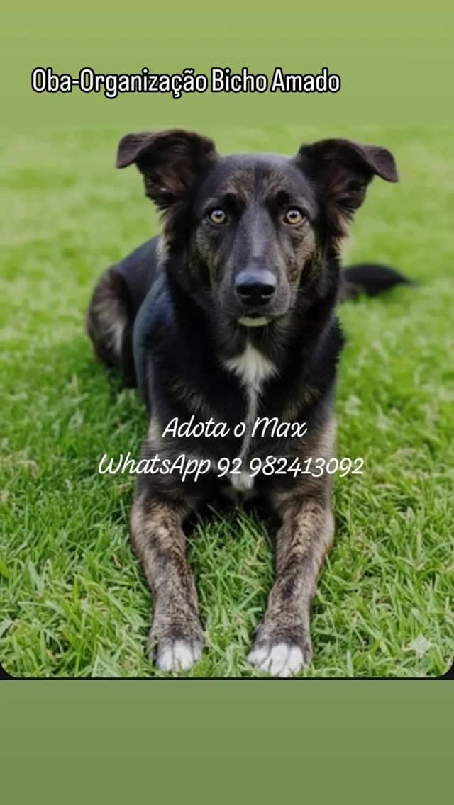 Post 6 by Organização Bicho Amado- OBA❤ on Instagram (video)