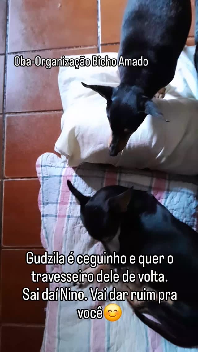 Post 2 by Organização Bicho Amado- OBA❤ on Instagram (video)