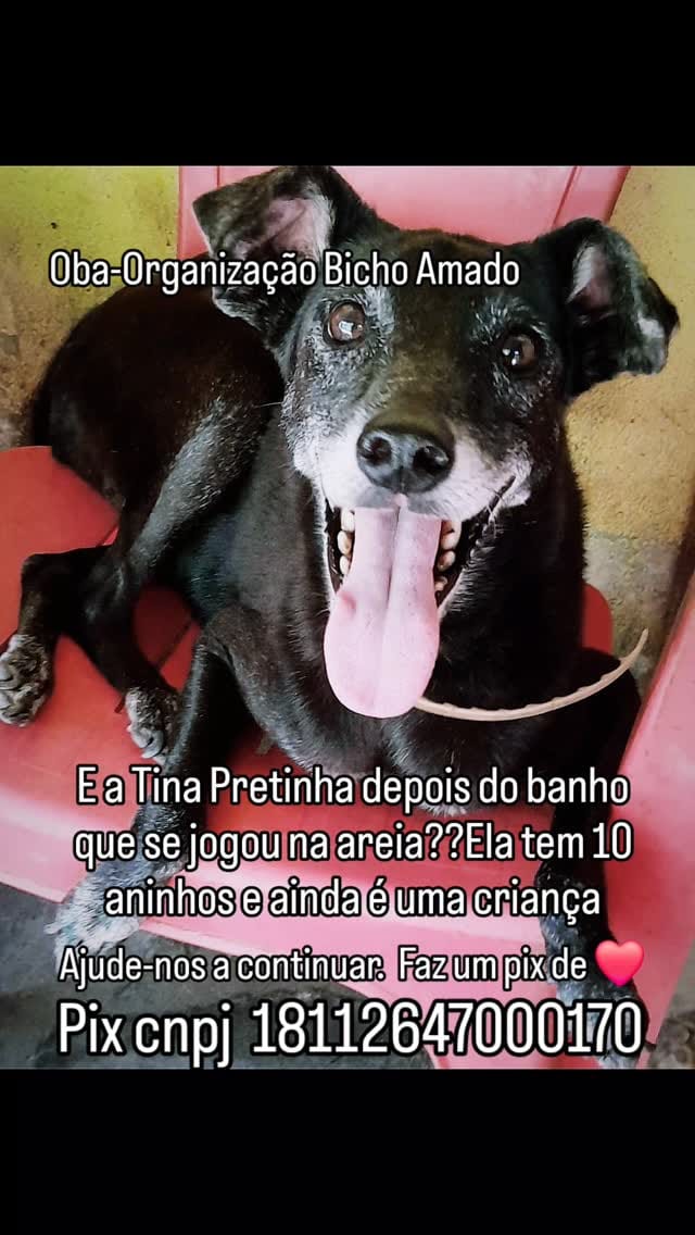 Post 10 by Organização Bicho Amado- OBA❤ on Instagram (video)