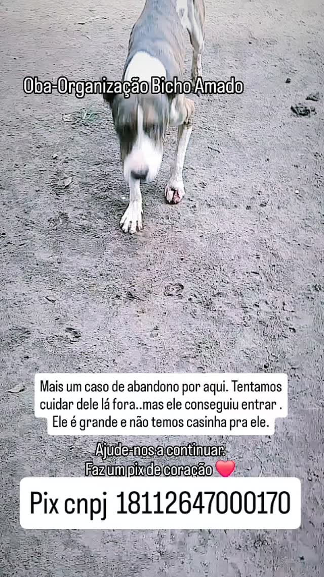 Post 9 by Organização Bicho Amado- OBA❤ on Instagram (video)
