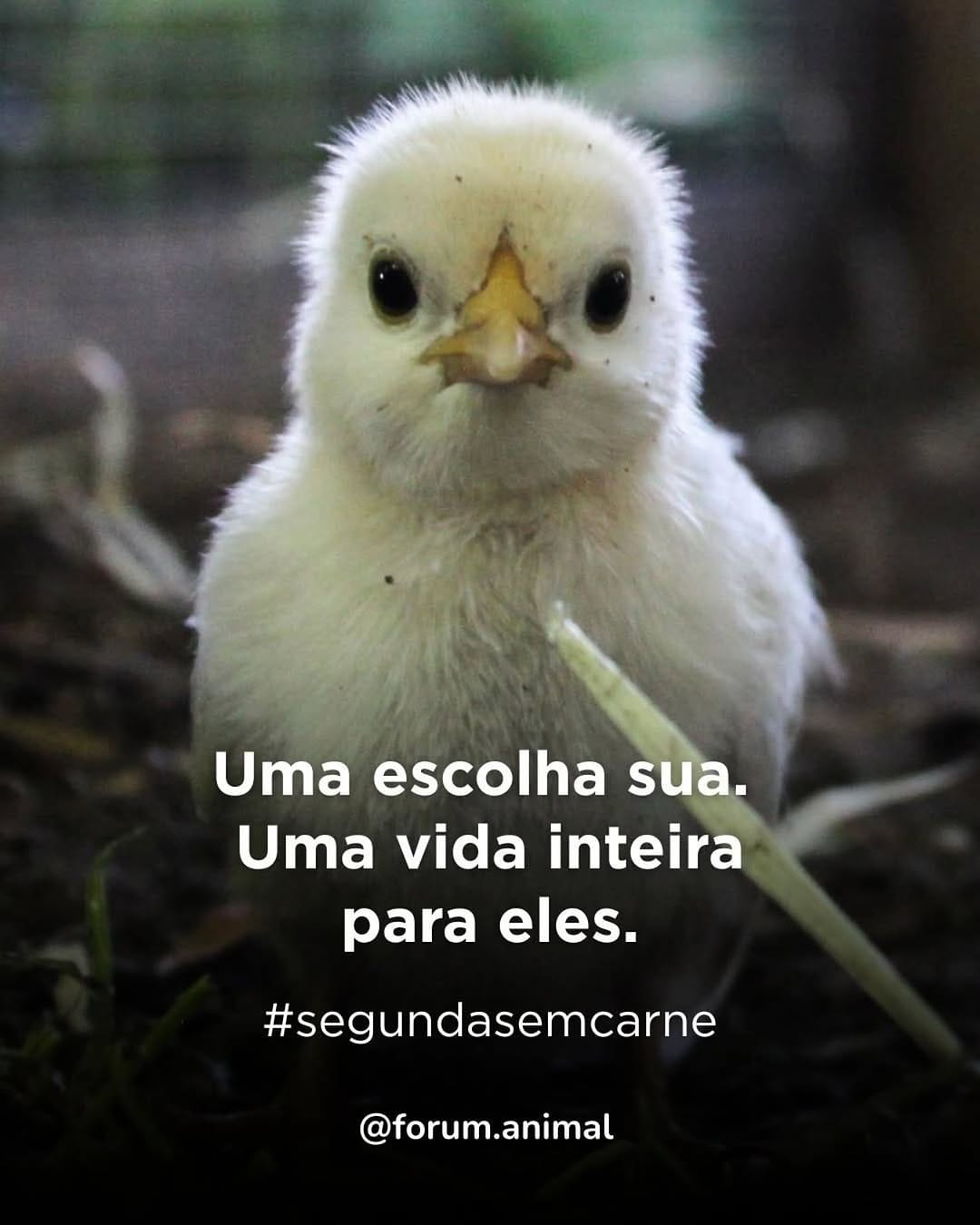 Post 5 by Nanda Tavares on Instagram (image)