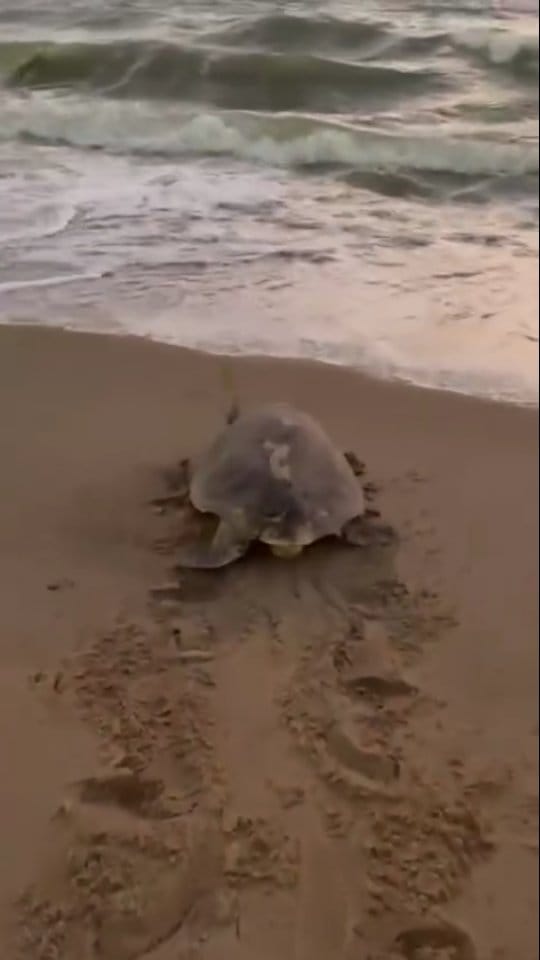 Post 1 by Nosso Pernambuco on Instagram (video)
