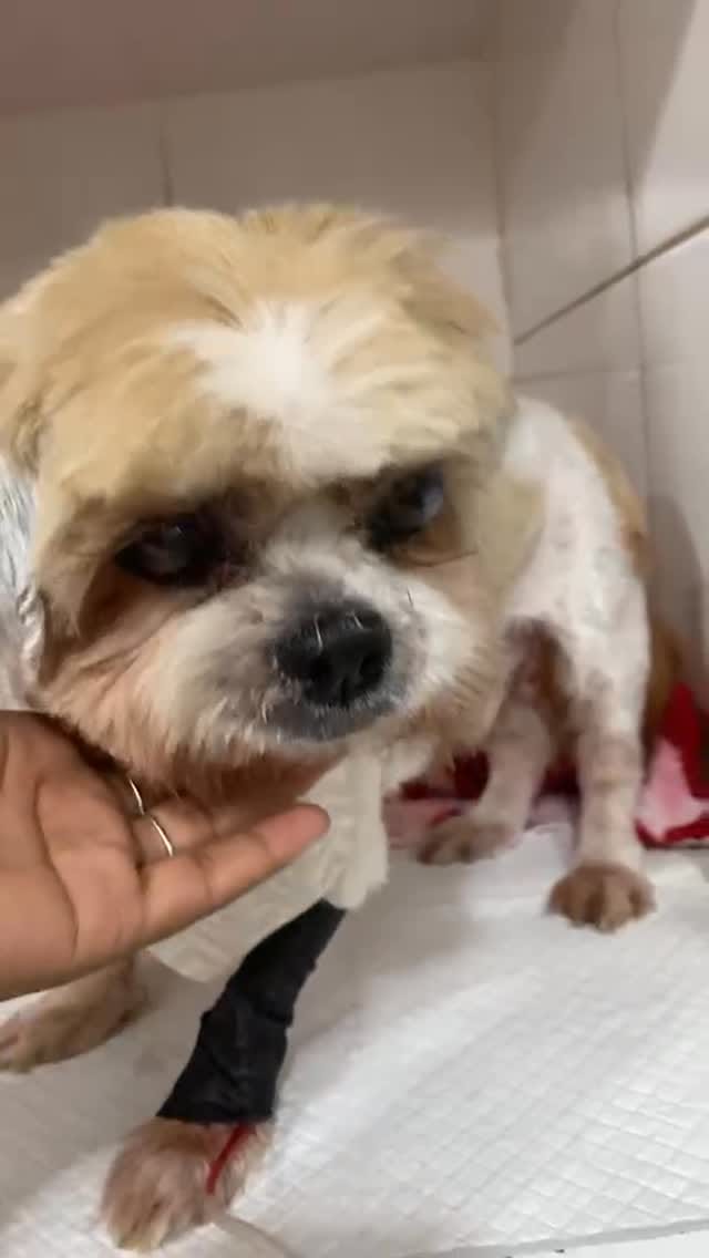 Post 7 by Patas Solidarias on Instagram (video)