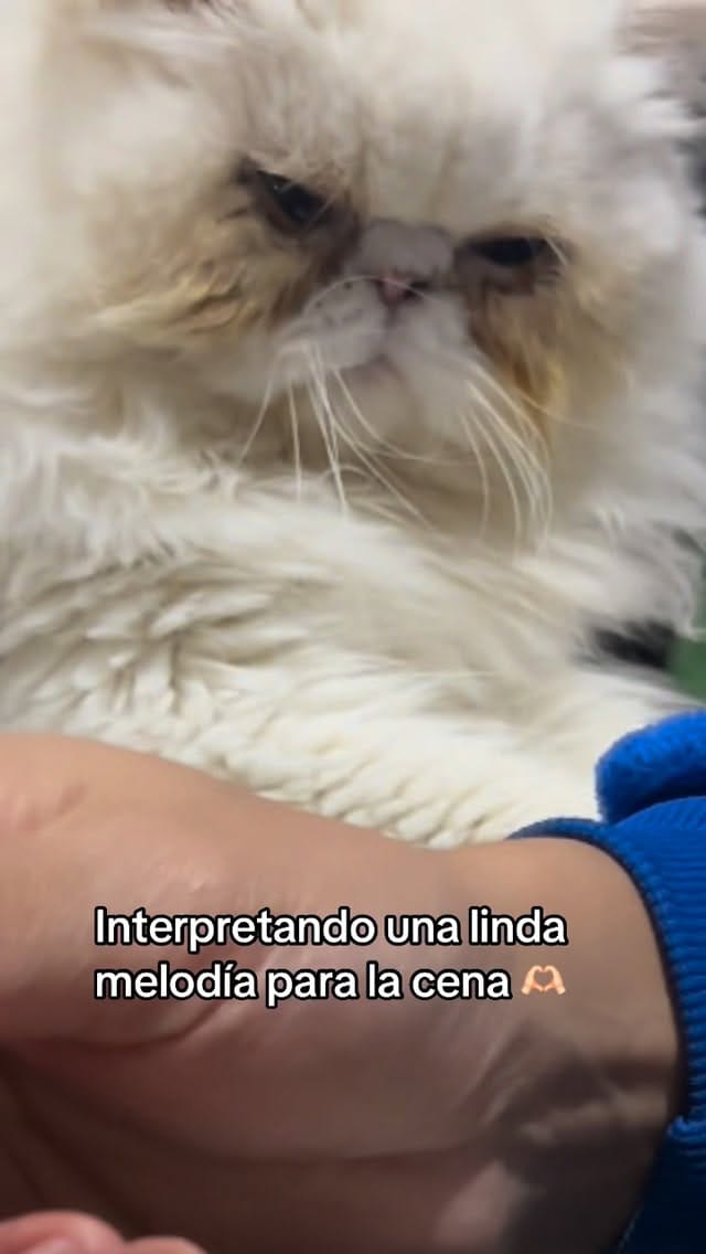 Post 5 by Poodlespekes Caniche on Instagram (video)