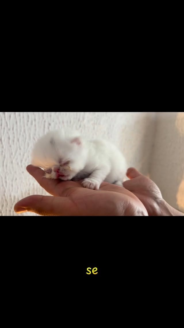 Post 1 by Poodlespekes Caniche on Instagram (video)