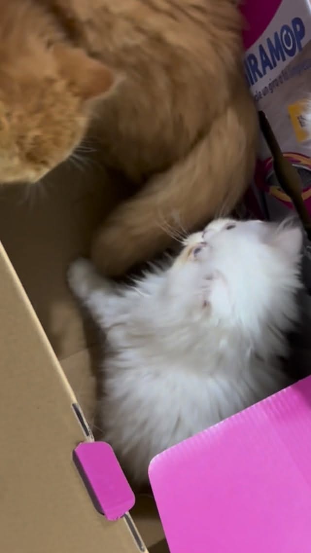 Post 6 by Poodlespekes Caniche on Instagram (video)