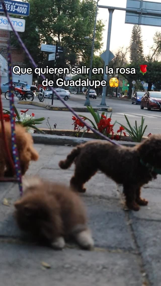 Post 4 by Poodlespekes Caniche on Instagram (video)