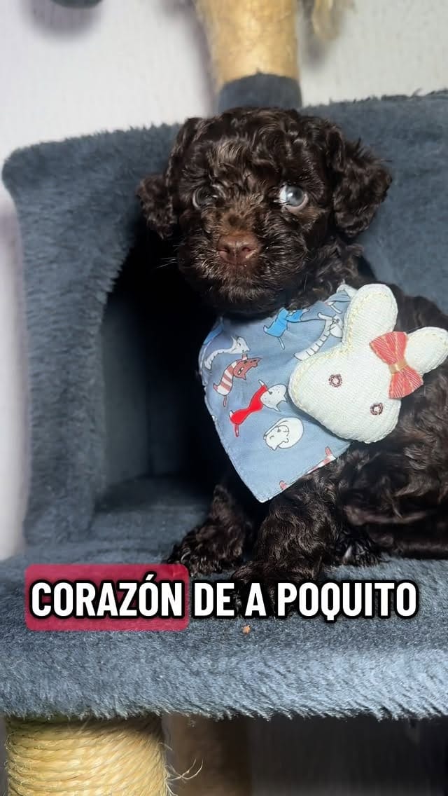 Post 8 by Poodlespekes Caniche on Instagram (video)