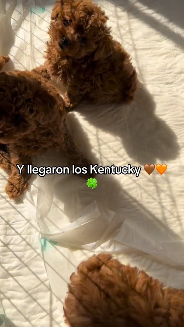 Post 3 by Poodlespekes Caniche on Instagram (video)