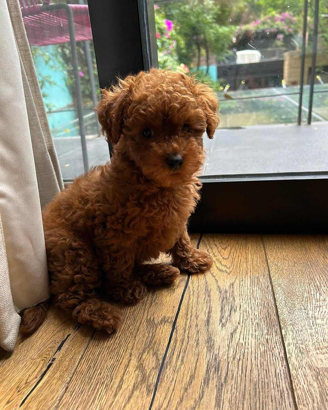 Post 9 by Poodlespekes Caniche on Instagram (carousel)
